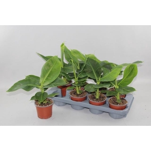 MUSA TROPICANA