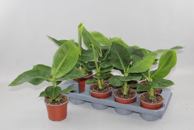 <h4>MUSA TROPICANA</h4>