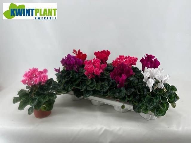 <h4>CYCL MD SUP ALLURE</h4>