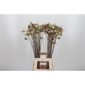 Asclepias Syriaca