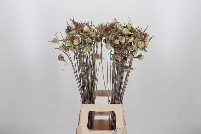 <h4>Asclepias Syriaca</h4>