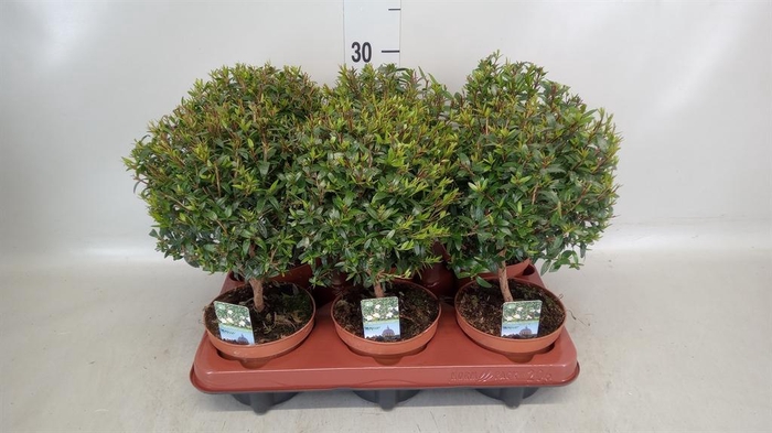 <h4>Myrtus communis</h4>