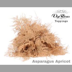 ASP OV 1E VEREN APRICOT