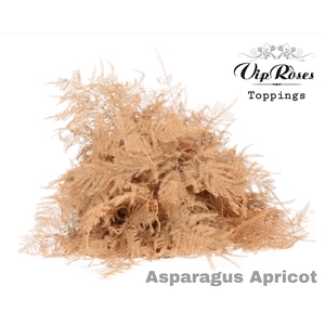 ASP OV 1E VEREN APRICOT
