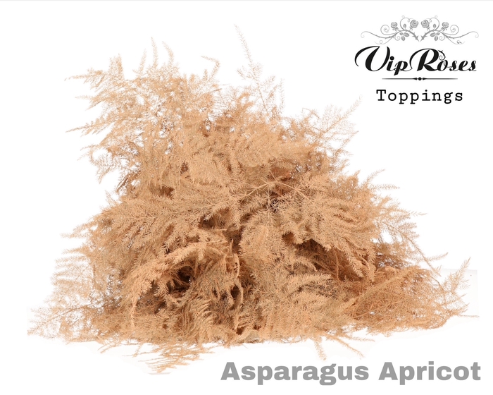 <h4>ASP OV 1E VEREN APRICOT</h4>