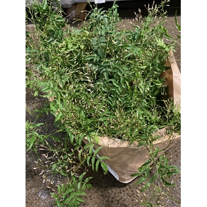 Jasminum pol. hængende