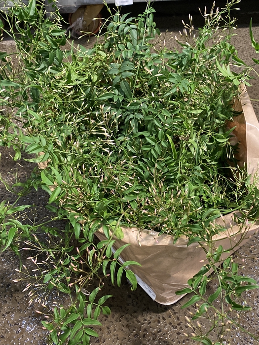 <h4>Jasminum pol. hængende</h4>