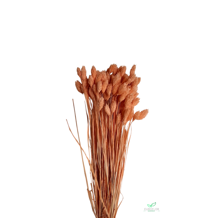 <h4>DRIED FLOWERS - PHALARIS PEACH FUZZ 80GR</h4>