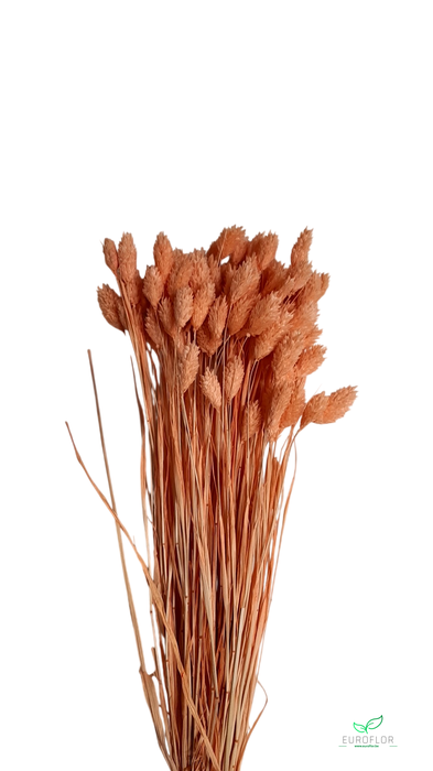 DRIED FLOWERS - PHALARIS PEACH FUZZ 80GR