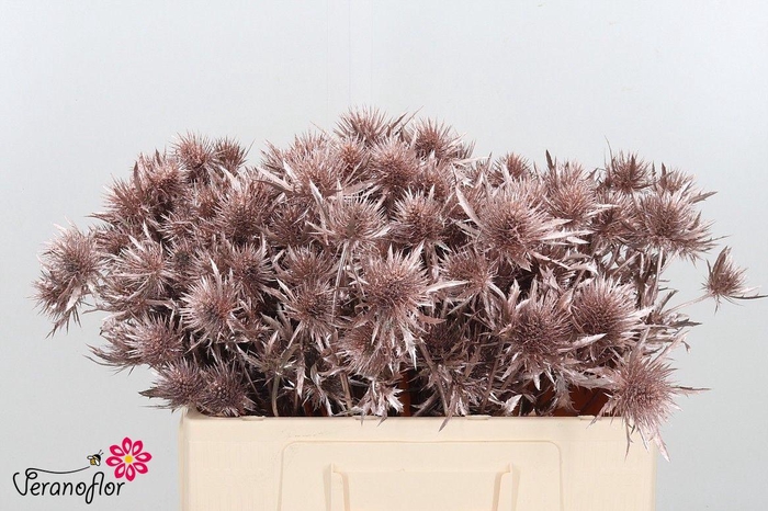 <h4>ERYN DOBIDA KLB H%</h4>