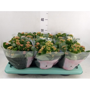 Kalanchoe blos.   ..rosebud mix/pot