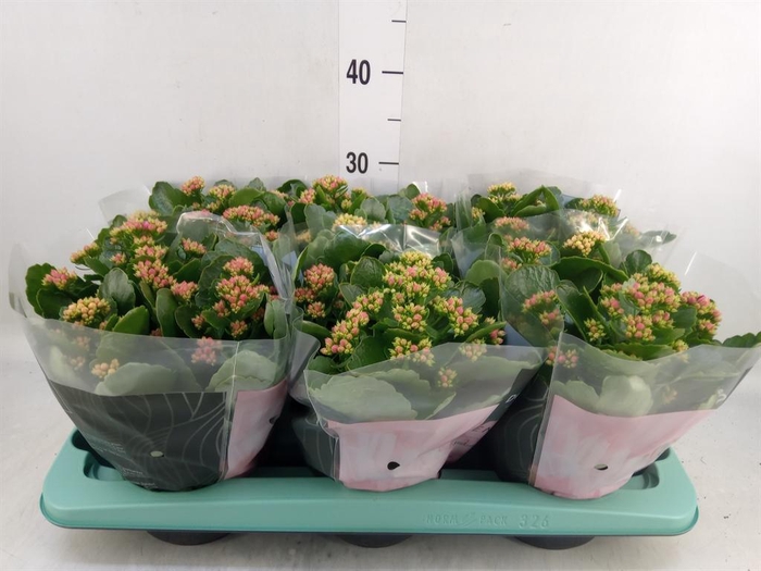 <h4>Kalanchoe blos.   ..rosebud mix/pot</h4>