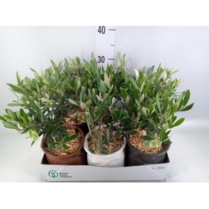 Arr. Tuinplanten L%