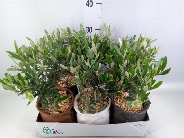 <h4>Arr. Tuinplanten L%</h4>