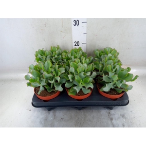 Crassula arborescens 'Petit Wave'