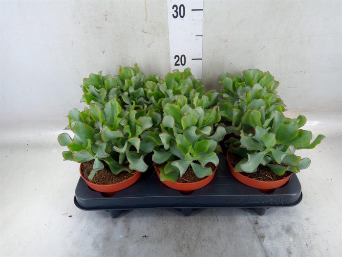 <h4>Crassula arborescens 'Petit Wave'</h4>