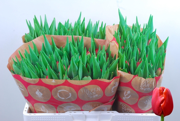 <h4>TU EN RESCUE</h4>