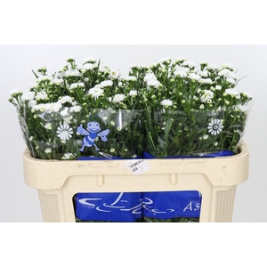Aster Cassy