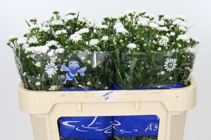 <h4>Aster Cassy</h4>
