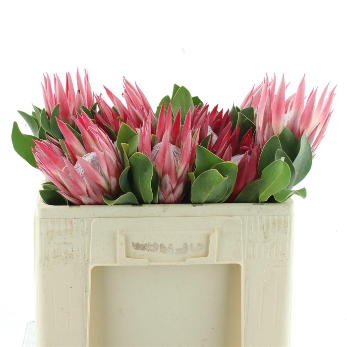 <h4>PROTEA CY CLARE</h4>