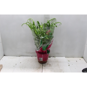 ASPLENIUM OSAKA CRESPO P19