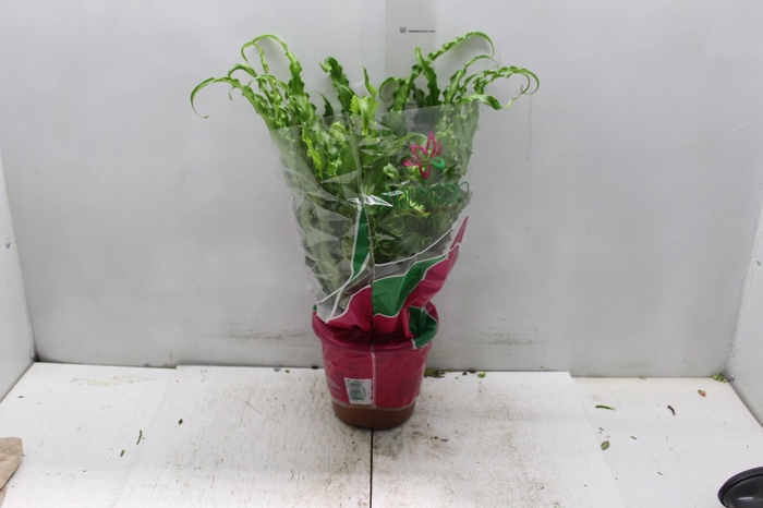 <h4>ASPLENIUM OSAKA CRESPO P19</h4>