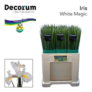 Iris White Magic