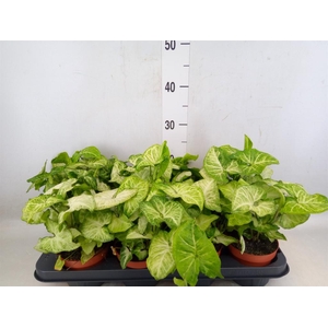 Syngonium  'White Butterfly'