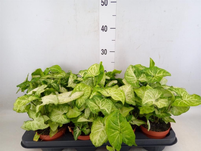 <h4>Syngonium  'White Butterfly'</h4>