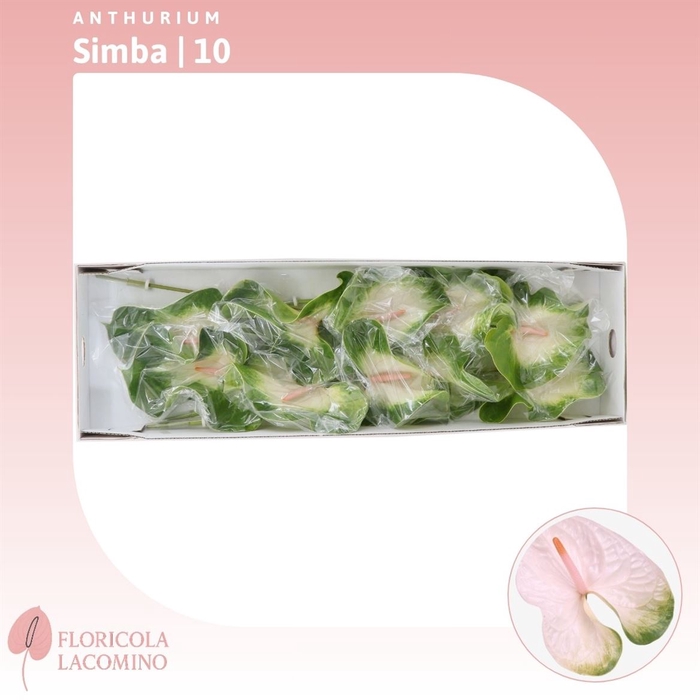 <h4>Anthurium Simba</h4>