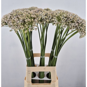 ALLIUM NIGRUM