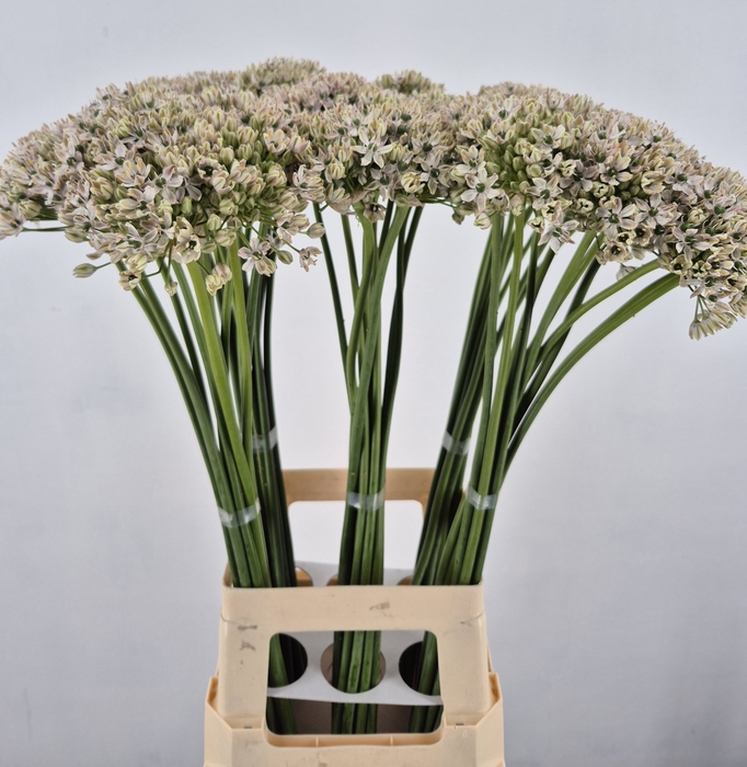 <h4>ALLIUM NIGRUM</h4>