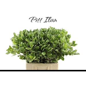 PITTOSP TO ILAN