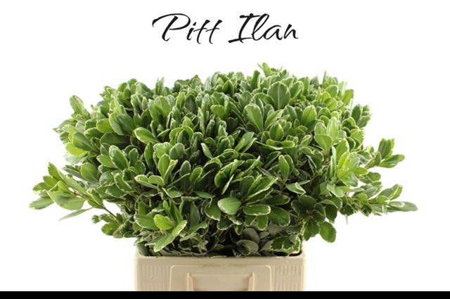 <h4>PITTOSP TO ILAN</h4>