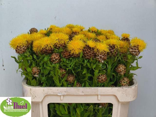 <h4>CENTAUREA MACROCEPHALA</h4>