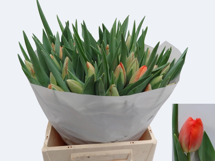 <h4>TU EN ORANGE PRIDE</h4>