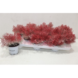 arr8 Leucoph Brownii Painted