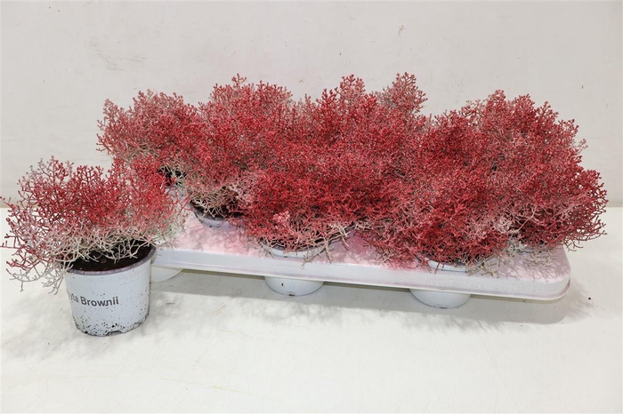 <h4>arr8 Leucoph Brownii Painted</h4>