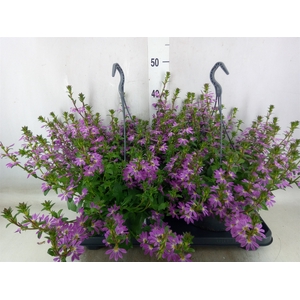 Scaevola  'Surdiva Pink Blue'