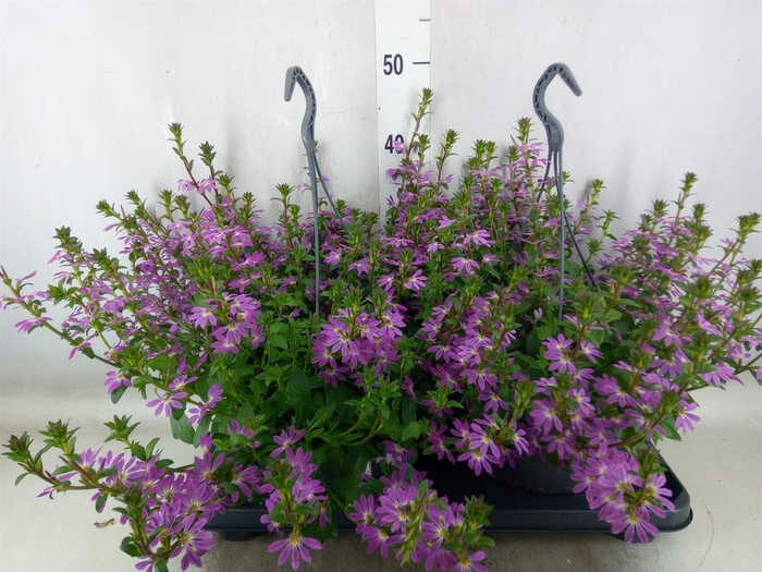 <h4>Scaevola  'Surdiva Pink Blue'</h4>
