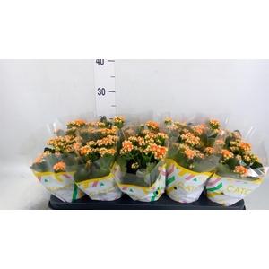 Kalanchoe blos. 'Perfecta Orange'