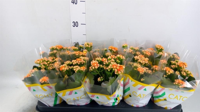 <h4>Kalanchoe blos. 'Perfecta Orange'</h4>
