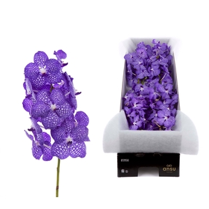 Vanda Kanchana China Blue