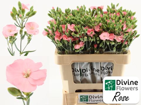 DIANTHUS  'SOLOMIO ROSE'