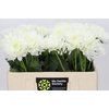 Dahlia Karma M. Zwaan