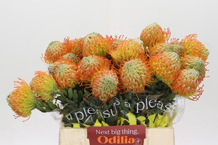 <h4>Nutans Ayoba Sun</h4>