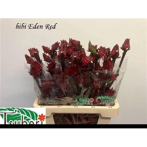 HIBIS TR EDEN RED