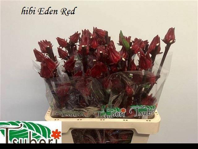 <h4>HIBIS TR EDEN RED</h4>