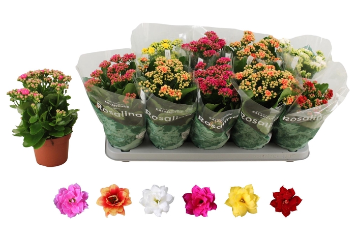 <h4>KAL GE RO GEM 6 KL</h4>