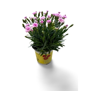 Dianthus allw. 'Lucky Lips Lola'